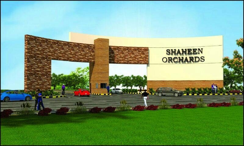 Shaheen Orchards