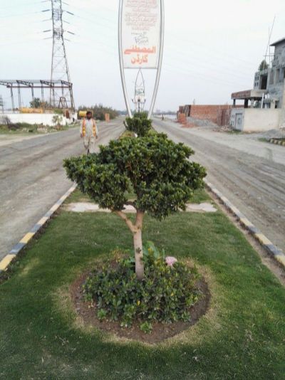 Project image